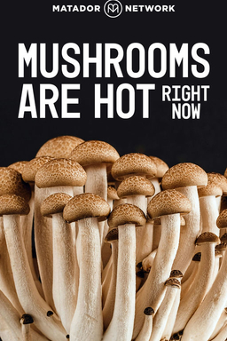 Mushrooms Are Hot Right Now