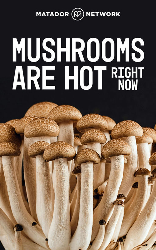 Mushrooms Are Hot Right Now