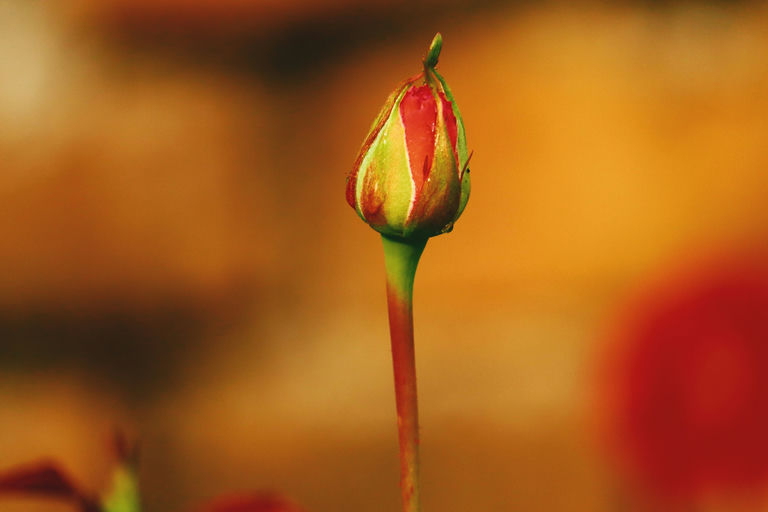 Poster Flower Blooms