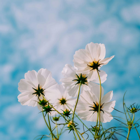 Spring Has Sprung