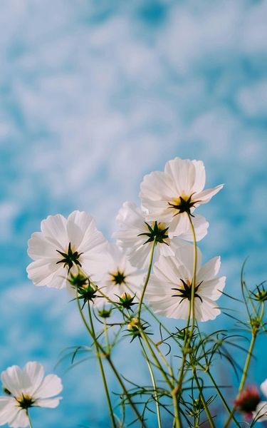 Spring Has Sprung - Various Artists