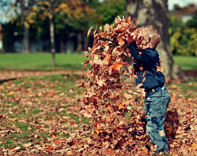 Playing in the Leaves - Various Artists