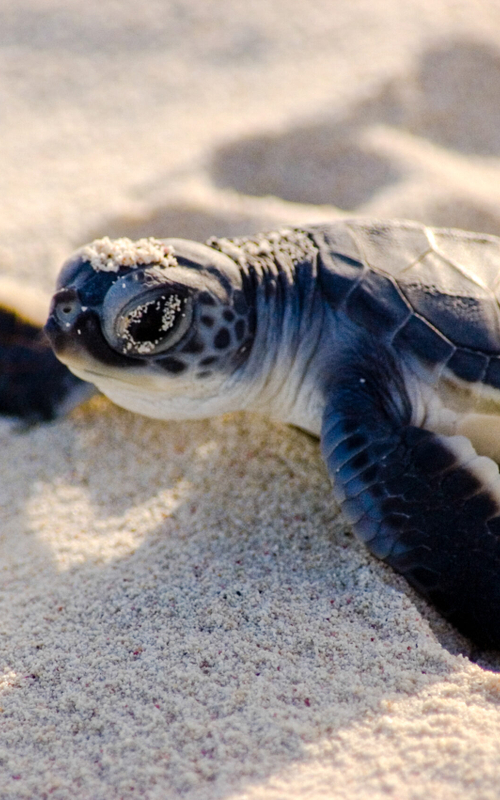 Baby Animals: The Top 10