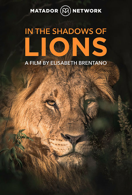 In the Shadows of Lions