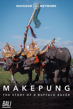 The Story of a Balinese Buffalo Racer