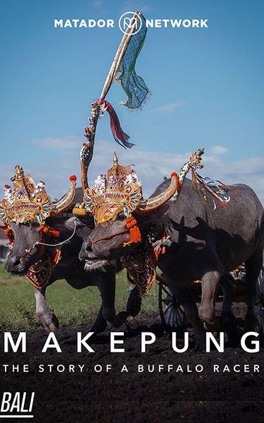 The Story of a Balinese Buffalo Racer