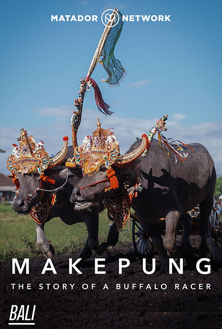 The Story of a Balinese Buffalo Racer