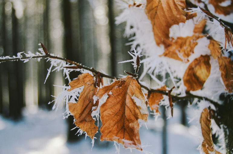 Poster Winter's Edge