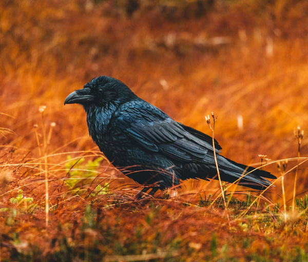 Raven Rock